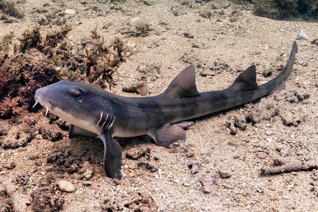 You are currently viewing Requin-chabot gris (Chiloscyllium griseum)
