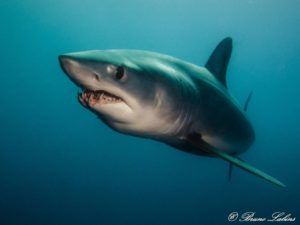 Lire la suite à propos de l’article Le requin le plus rapide : le mako