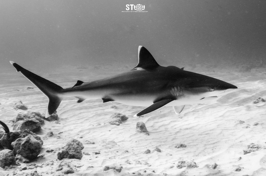 Lire la suite à propos de l’article Requin pointe blanche (Carcharhinus albimarginatus)