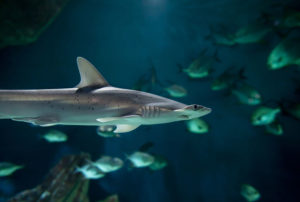 Lire la suite à propos de l’article Requin marteau tiburo (Sphyrna tiburo)