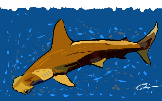 Lire la suite à propos de l’article Le requin marteau à petits yeux (Sphyrna tudes)