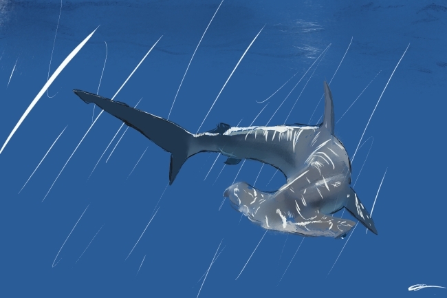 Lire la suite à propos de l’article Requin-marteau commun (Sphyrna Zygaena)