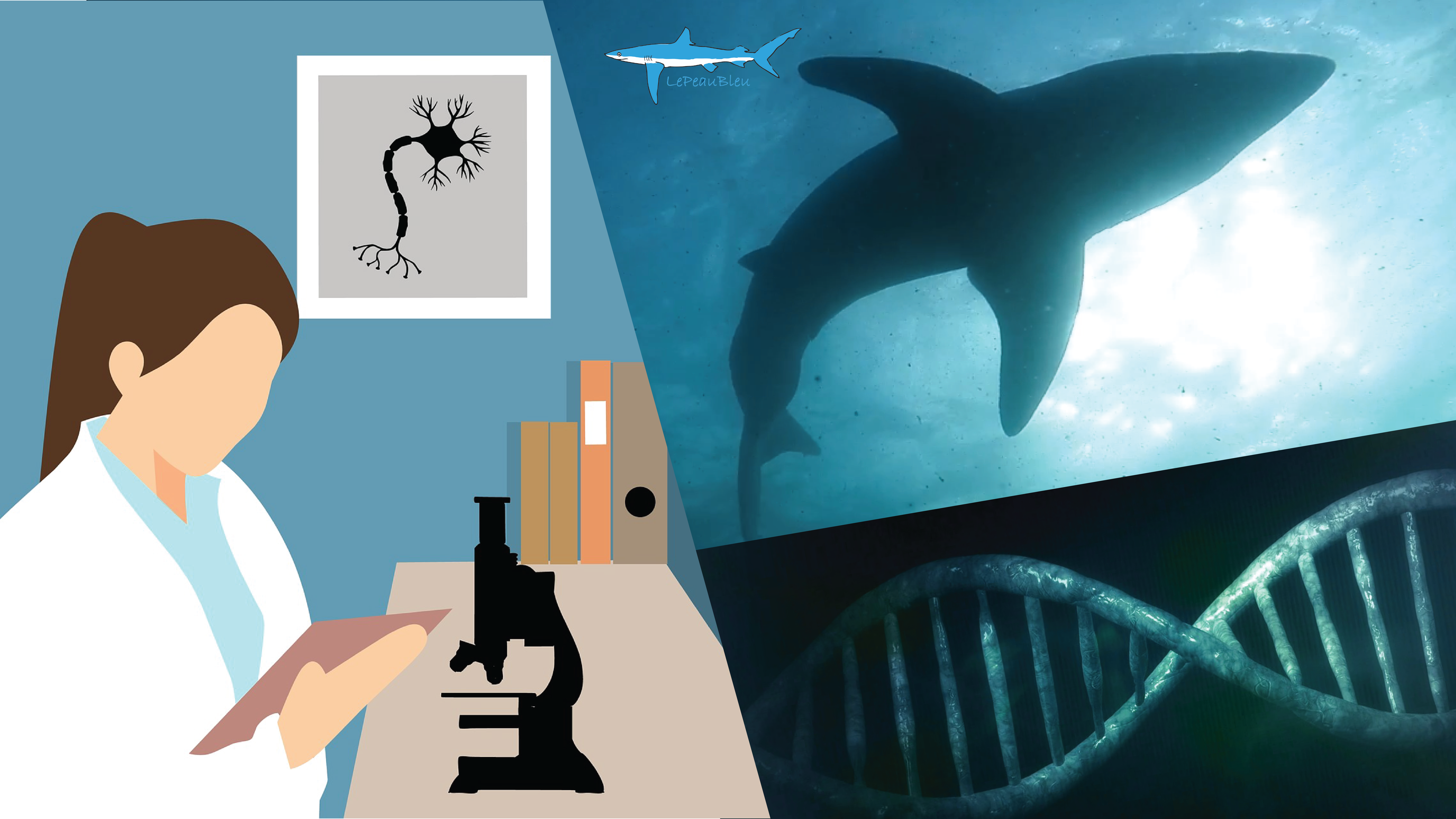 You are currently viewing Comment la génétique participe à la préservation des requins ?