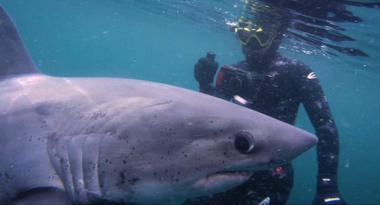 Lire la suite à propos de l’article Ces français ont plongés avec des requins en France (vidéo)